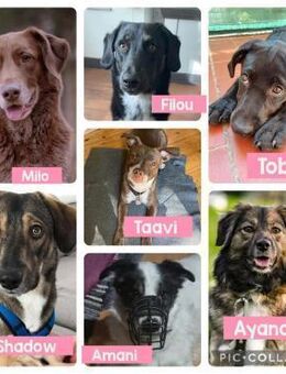 Abgabehunde aus Deutschland suchen - Neuhausen (Fildern)