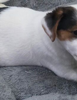 JACK RUSSELL TRICOLOR WELPEN - Paderborn