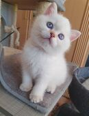 BKH Kitten kurze Nasen ,blaue Augen in 04207
