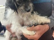 Milly sucht ihre Familie - Bissingen