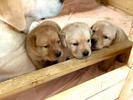Reinrassige Labrador-Welpen suchen ein liebevolles zu Hause