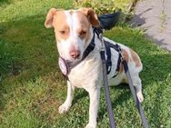 🩷Lola🩷sucht ihre Menschen - Freilassing