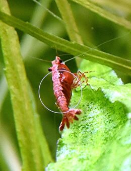 Red Fire Garnele, Zwerggarnele, reinerbig (ab 0,90€) (Versand, Abholung) - Mechernich