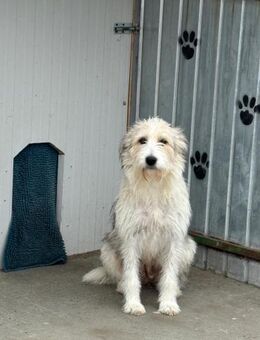 Amelie tapfere Mama sucht ein Zuhause - Celle