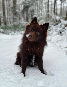 Wunderschöner deutscher Spitz als Deckrüde verfügbar - Halle (Saale)