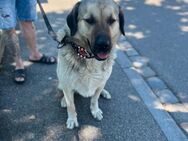 Pasha sucht ein neuen Zu Hause - Straubing Zentrum