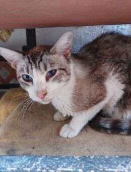 Copito sucht dringend ❤️ - Saarbrücken