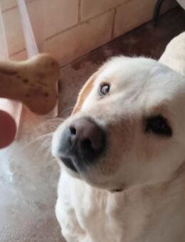 Laya (W)- verträglich, vorsichtig - Sankt Goar Zentrum