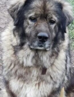 Ein großer Puschel auf Beinen -Jens ❤️🍀 - Mannheim