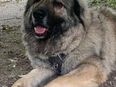 Rocky sucht sein passendes Zuhause in 82205