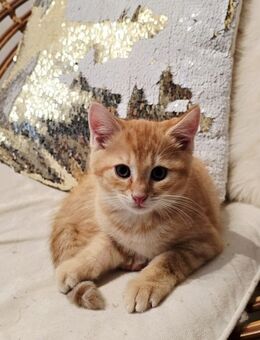 Sibirische Waldkatze und Norweger Mix-Kitten - Burgebrach