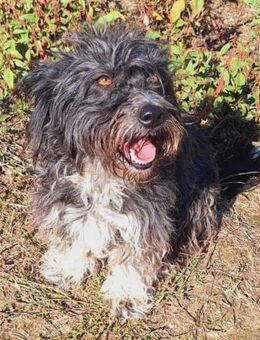 🐾💖 Suri sucht ein Zuhause! 💖�� (E) - Ludwigshafen (Rhein)