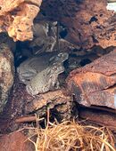 Bufo (Incilius) Alvarius - Nachzuchten aus Deutschland, ab 160 € in 37297