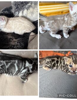 Exklusive Bengal kitten Bald zur Abgabe - Dortmund