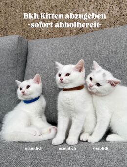 Drei Bkh Kitten abzugeben - Dortmund