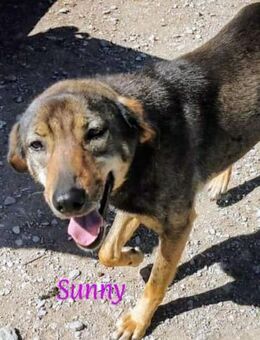 Sunny bringt Licht und Liebe in dein Leb - Oberhausen