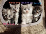 Siebirische Waldkatze-Perser/Regdoll kitten - Borkow