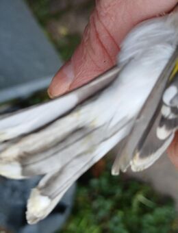 Stiglitz Major - Nieder-Olm Nieder-Olm