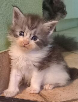 Maine Coon Kater 2 - Ruhland Zentrum