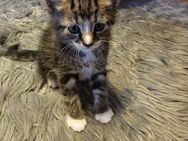 3 Kitten-Kater suchen neues Zuhause - Laage
