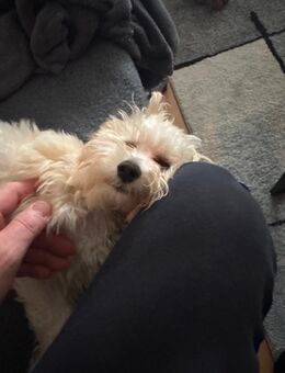 Maltipo Welpen - München Untergiesing-Harlaching