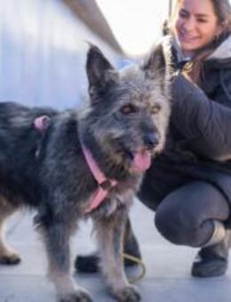 Strubbel-Hündin Rania - München