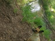 Hund gesucht - Calau