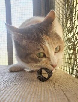 Angel sucht ein liebevolles Zuhause - Bergheim (Nordrhein-Westfalen)