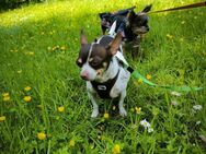 ♥️♥️Maya sucht ein Zuhause♥️♥️ - Remagen