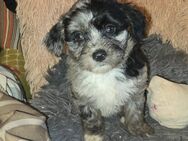 Mini australian shepherd Toypudel Mädchen Welpe - Halle (Saale)
