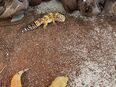 Aufgrund einer bevorstehenden Auswanderung: Drei liebevolle Leopardgeckos suchen ein neues Zuhause! in 9403