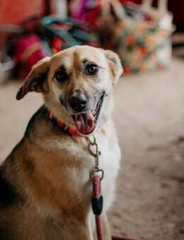 Amaya - neugierig und intelligent - Berlin