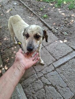 Freundliche MIA hoher will to please ♥️ - München