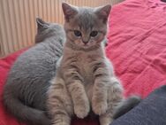 Kitten BKH - Jungen und Mädchen - Krefeld