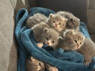 Zuckersüße Britisch Kurzhaar Kätzchen suchen liebevolles Zuhause - Weißenfels Wengelsdorf