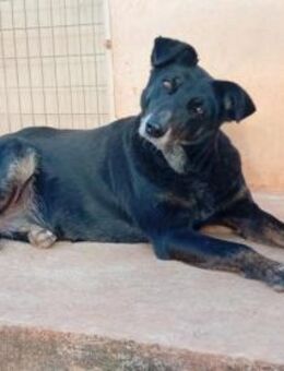 Samira möchte EINMAL Geborgenheit spüren - Mettmann