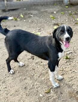 Ezra, eine liebe Hündin - Bochum