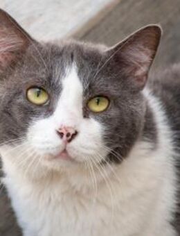 Angel - ruhig Kater möchte ankommen - Bad Camberg