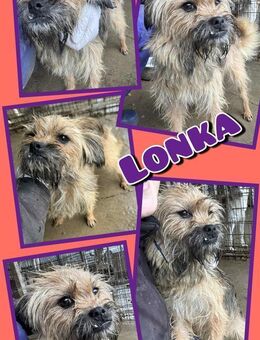 Süße Lonka - bald auf Pflegestelle! - Nürnberg