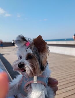 Biever Yorkshire Terrier - Düsseldorf