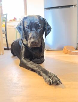 Liebevolle Labrador-Weimaraner-Mix Hündin „Keks“ sucht neues Zuhause - Trier