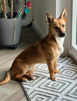 Fiona - großes Herz auf Familiensuche - Elmshorn