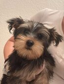 Yorki Welpe in 49774