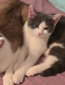 British Kurzhaar Katze - Erlensee