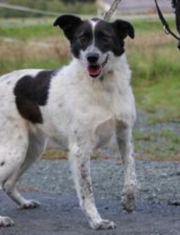 Mirona - sehr kinderlieb u. verspielt - Lohra