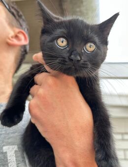 Unsere Naomi sucht Kuschelplatz - Bremen