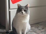 BKH katze - Bönen