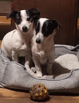 Jack-Russel-Terrier Rüden Welpen abzugeben - Gorleben