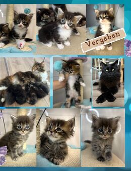 Zuckersüße reinrassige Maine Coon Kitten - Berlin