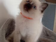 Heilige Birma Kater Sealpoint kitten - Leer (Ostfriesland)